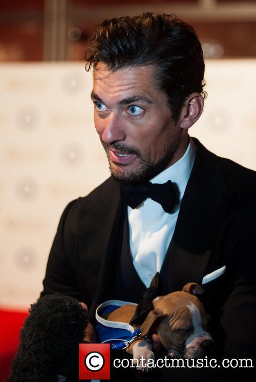 fabe0f9da3687ec331a744c9cf33fe4b--cat-home-david-james-gandy.jpg