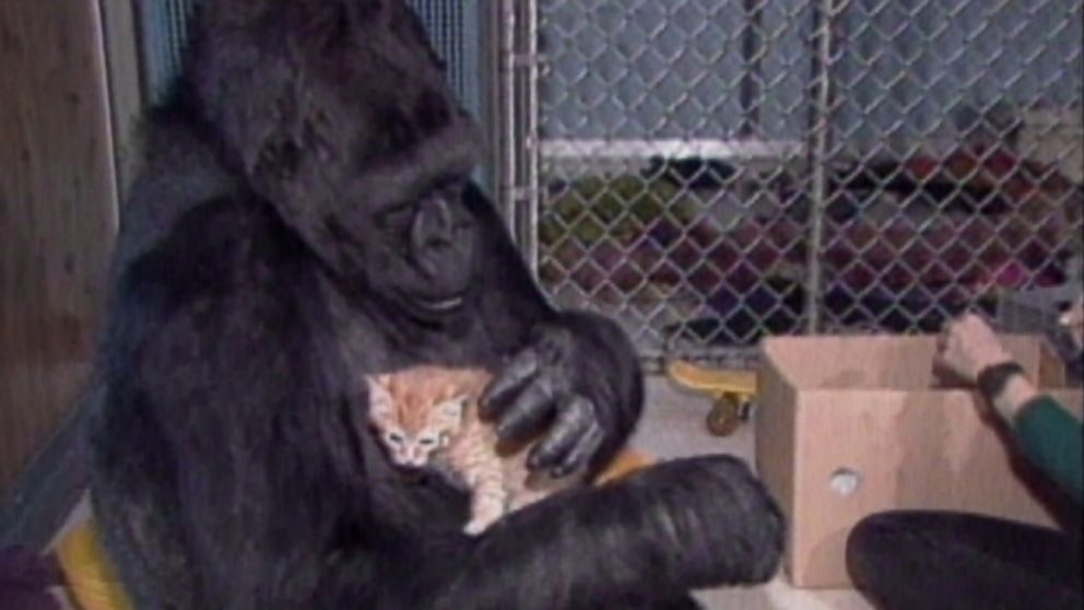 180621_abc_archives_1994_koko_gorilla_hpMain_16x9_992.jpg