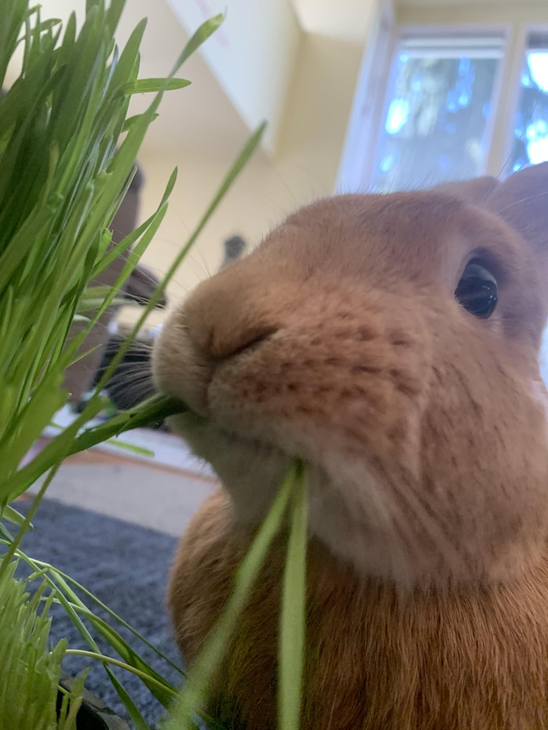 Mouth full of grass  : r/Rabbits