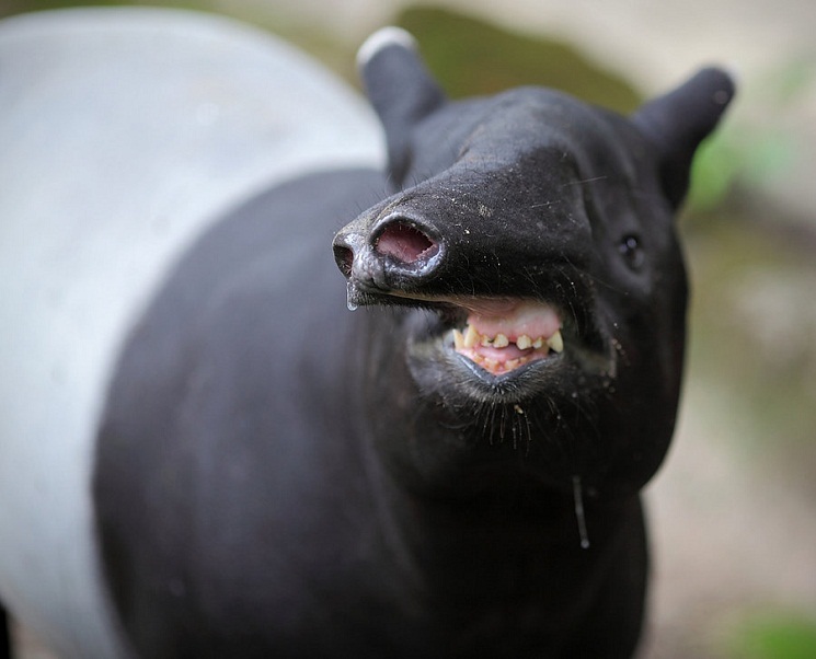 Malayan-Tapir-Nose.jpg