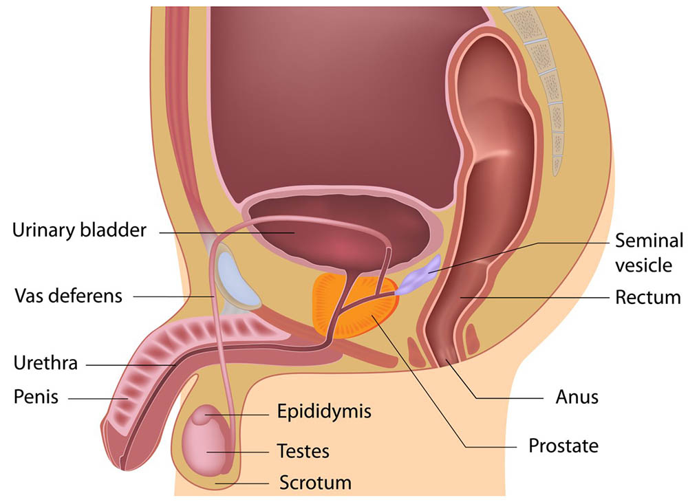 Male reproductive system | healthdirect