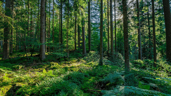 germany-black-forest.adaptive.767.1627638237566.gif