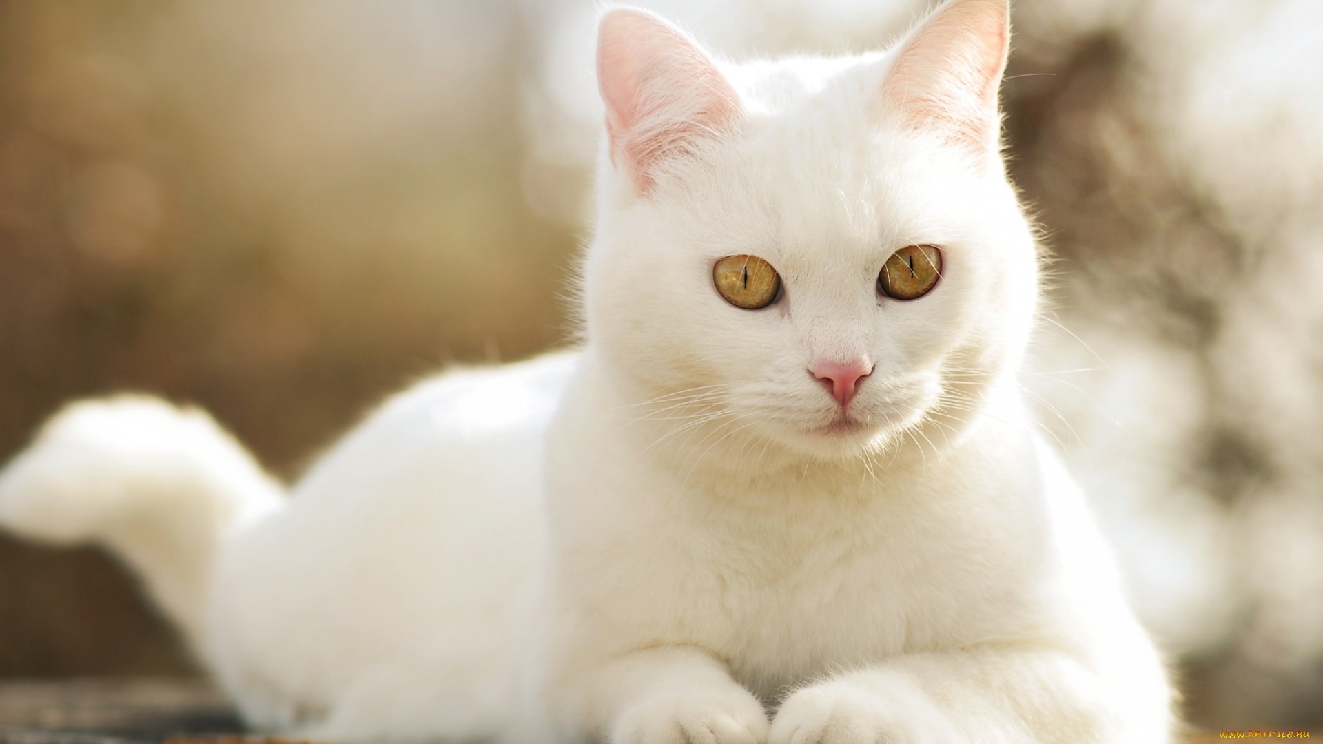 white-cat-08.jpg