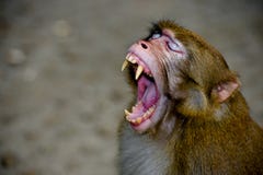 monkey-yawning-little-61284557.jpg