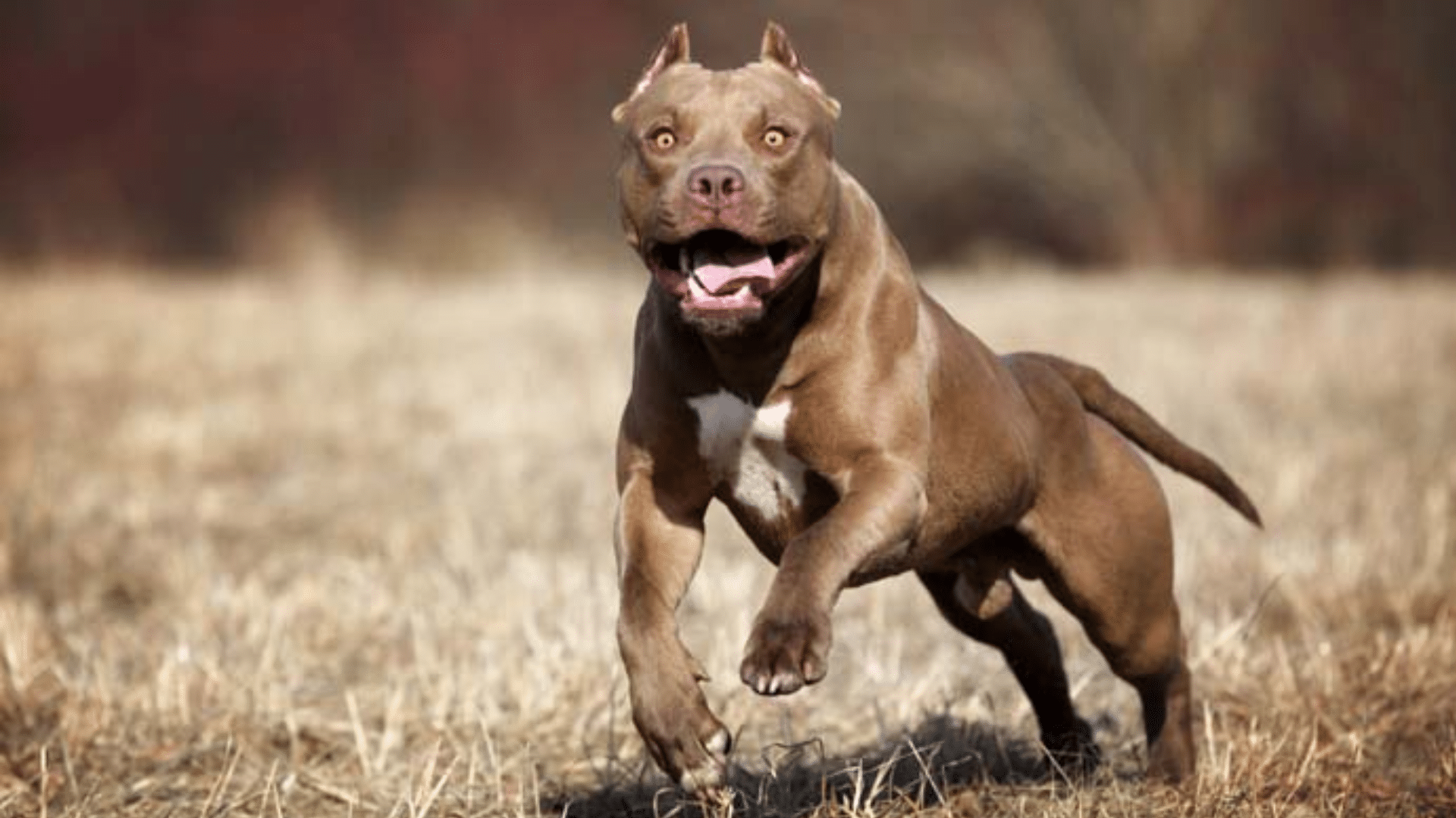 most-aggressive-dog-breeds.png