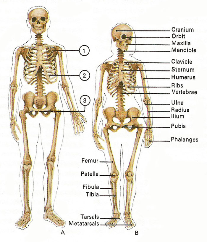 differences_between_male_and_female_skeleton.jpg