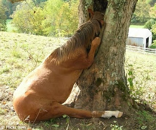 horse-head-stuck.jpg