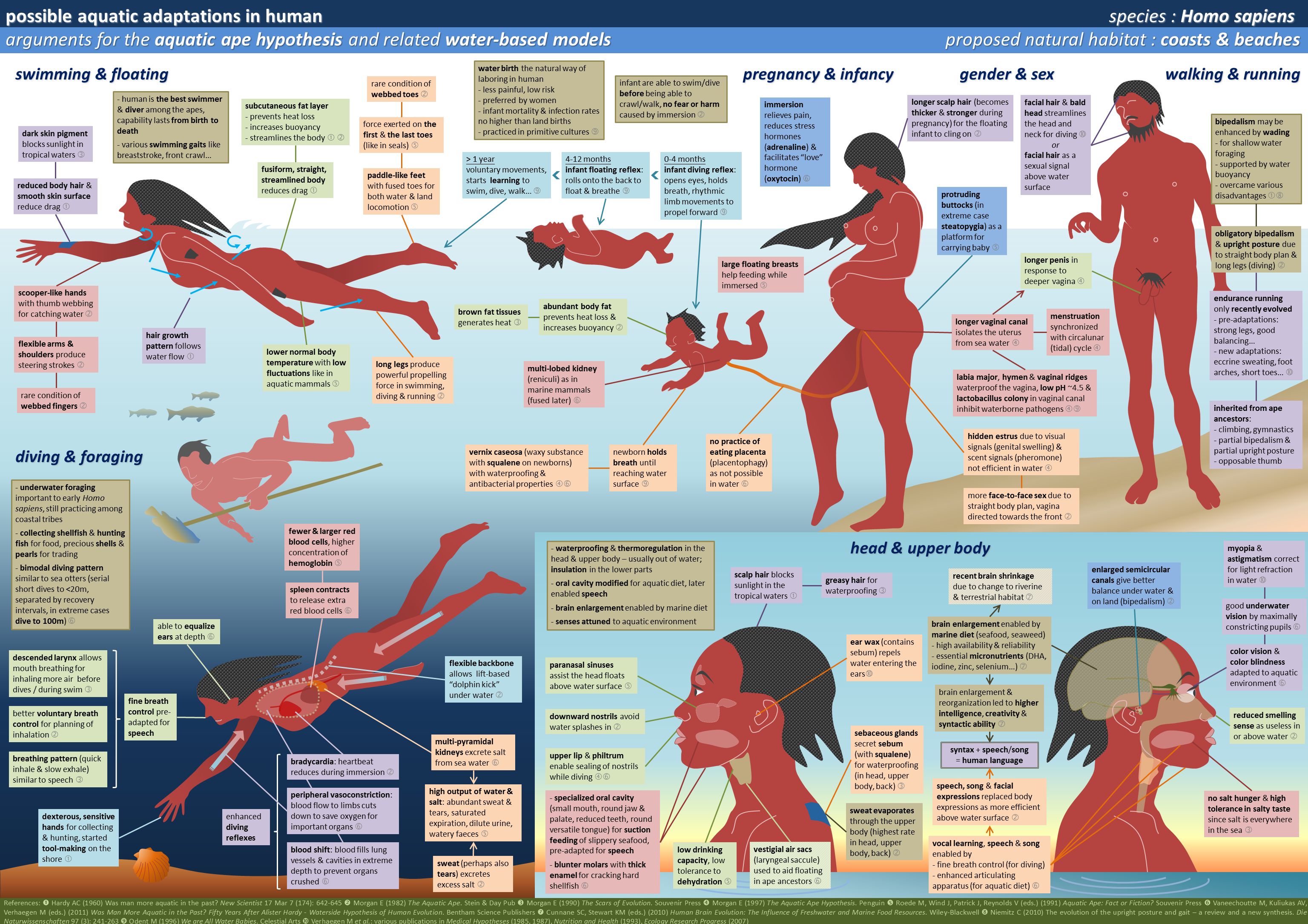 Human_Aquatic_Adaptations.png