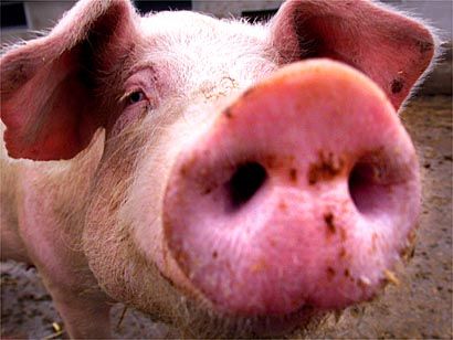 f15eee87485455abe694f3aa37f78785--fat-animals-funny-animals.jpg