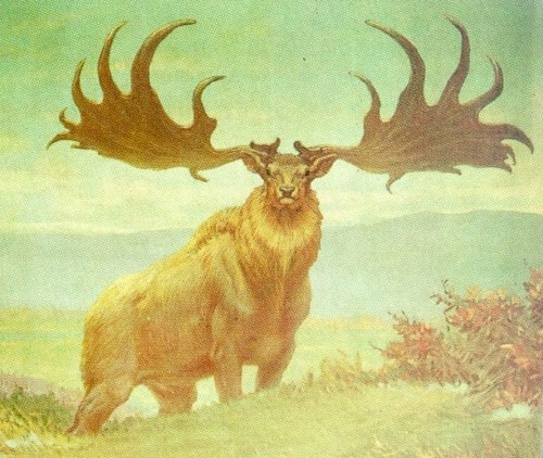 1412688357_irish_elk.jpg