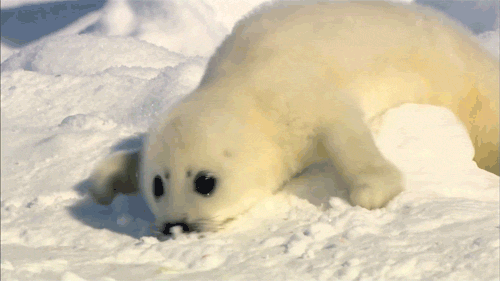 tumblr_mstbx6fx6r1rlbyodo3_r1_500.gif