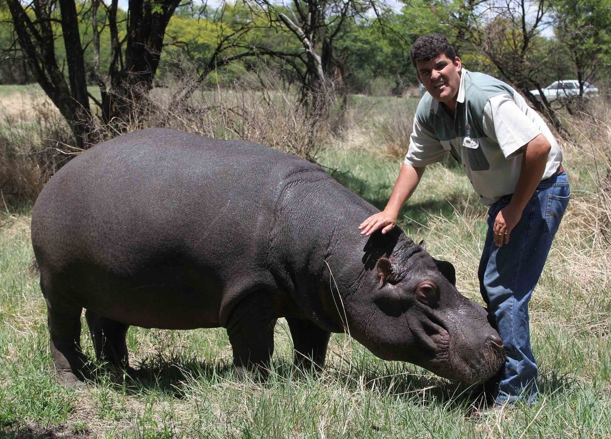 0_My-Pet-Hippo.jpg