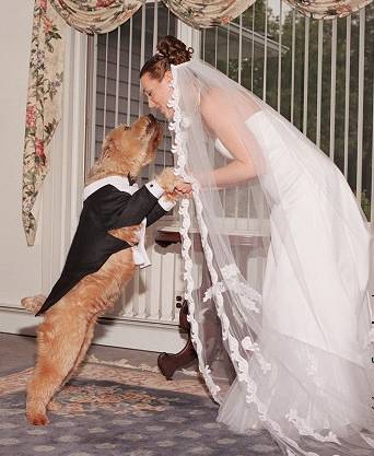 dog-bride.jpg