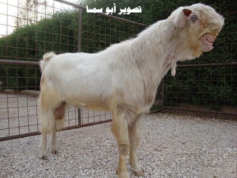 Damascus-Goat-Photo.jpg