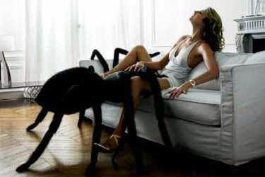 Spider_oral_sex.jpg