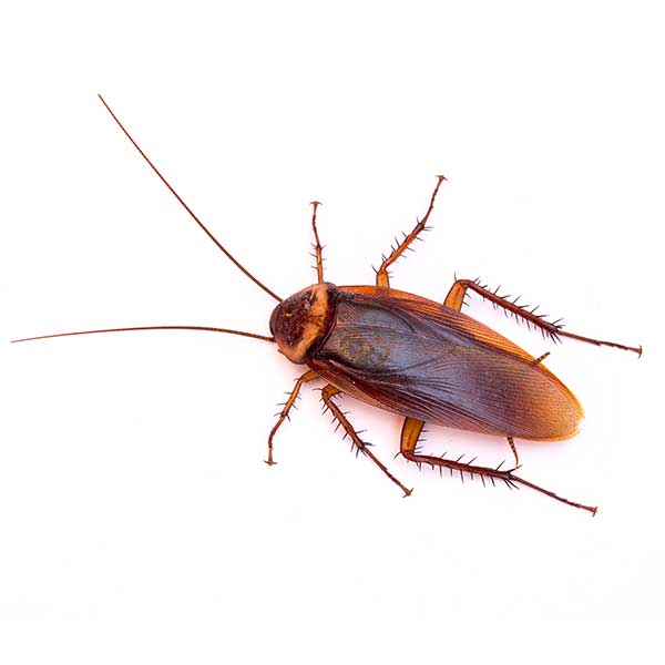 american-cockroach.jpg