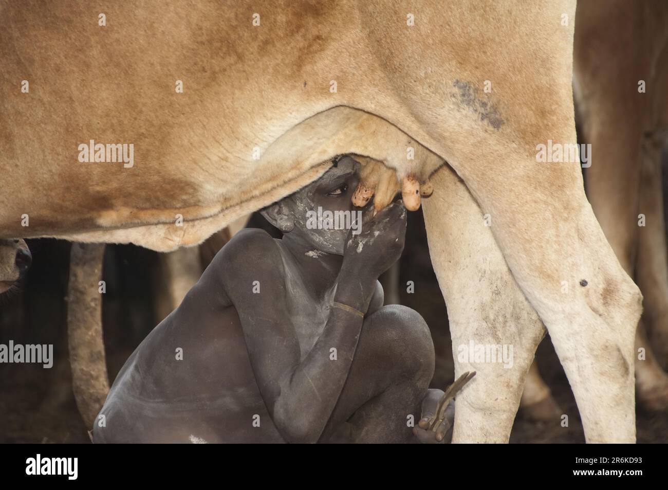 Surma boy drinking milk from cow udder hi-res stock photography and images  - Alamy