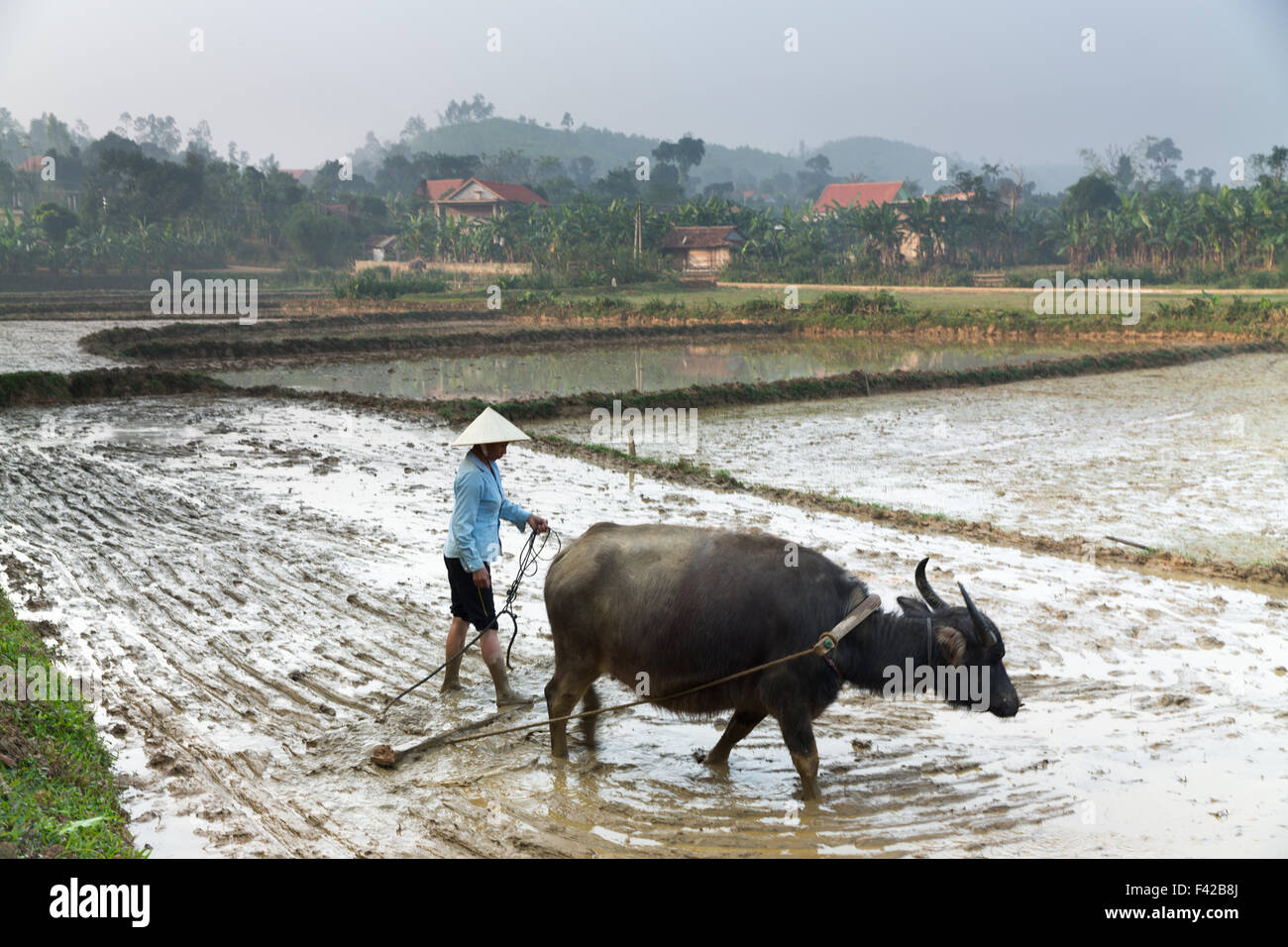 a-woman-ploughing-a-rice-paddy-nr-phong-nha-qung-bnh-province-vietnam-F42B8J.jpg