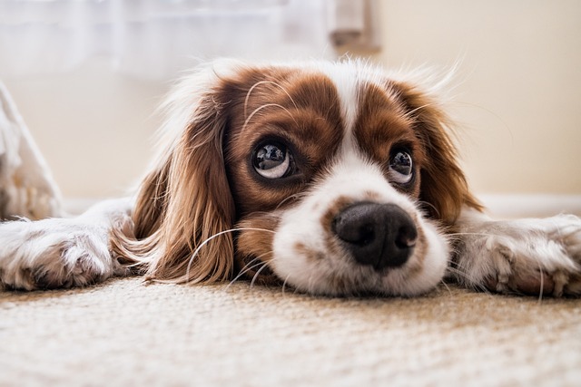 Free Dog Photos & Pictures: 40,000+ Cute Dog Images in HD - Pixabay