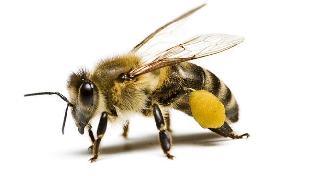 honeybee.png