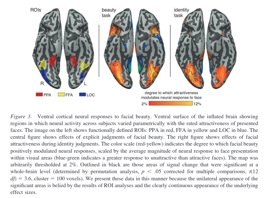 chatterjee-attractive-faces-fmri.png