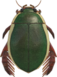 Diving_Beetle_NH.png