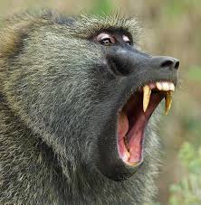 Image result for monkey opening its mouth