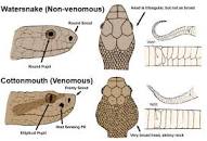 Image result for poisonous snake guide