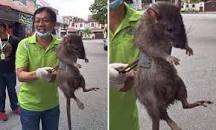 Stomp - Picture of nightmarish giant rat takes internet by ...