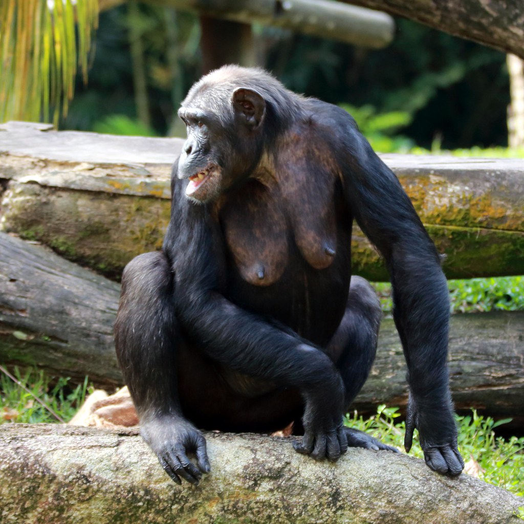 J77A4482 -- Female Chimpanzee in Singapore Zoo | Nils Axel ...