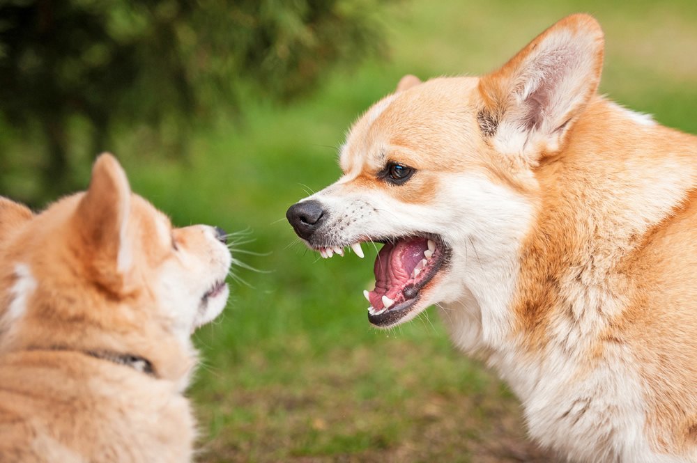Do Male And Female Dogs Fight