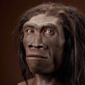 Homo erectus (mwebb002) - Profile | Pinterest