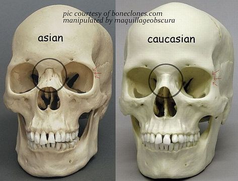 9908ccae643c5af4cb00e917aa684082--head-anatomy-anatomy-study.jpg