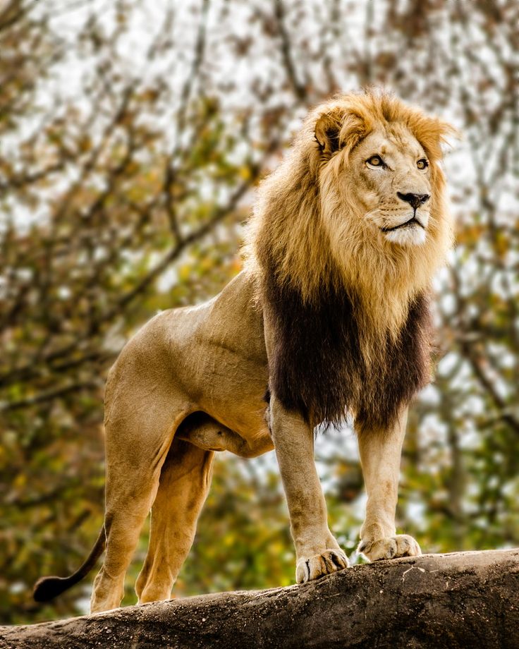 e619a4eb8af0a0bef8e9316c4bbe5f61--the-lion-king-a-lion.jpg