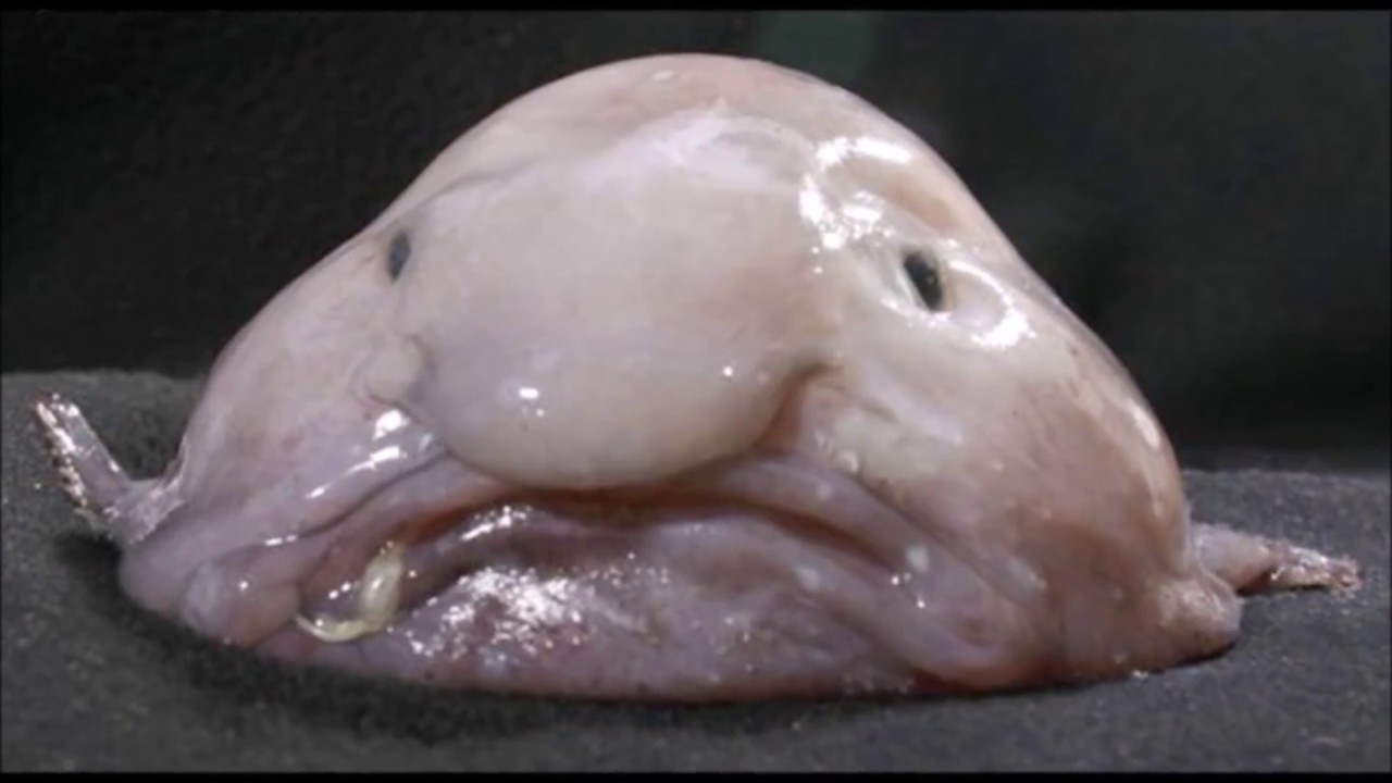 Image result for Blobfish girl