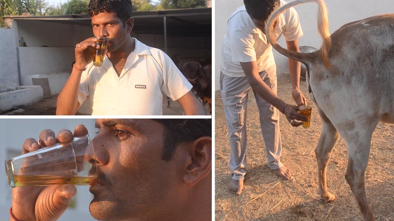 Men Using Cow's Urine To Fight Disease