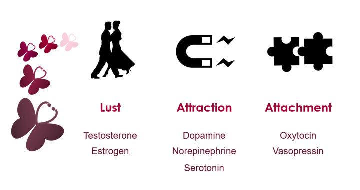 Table 1: Love can be distilled into three categories: lust, attraction, and attachment. Though there are overlaps and subtleties to each, each type is characterized by its own set of hormones. Testosterone and estrogen drive lust; dopamine, norepinephrine, and serotonin create attraction; and oxytocin and vasopressin mediate attachment.
