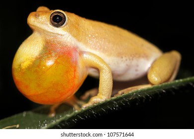 Frog Vocal Sac Images, Stock Photos & Vectors | Shutterstock