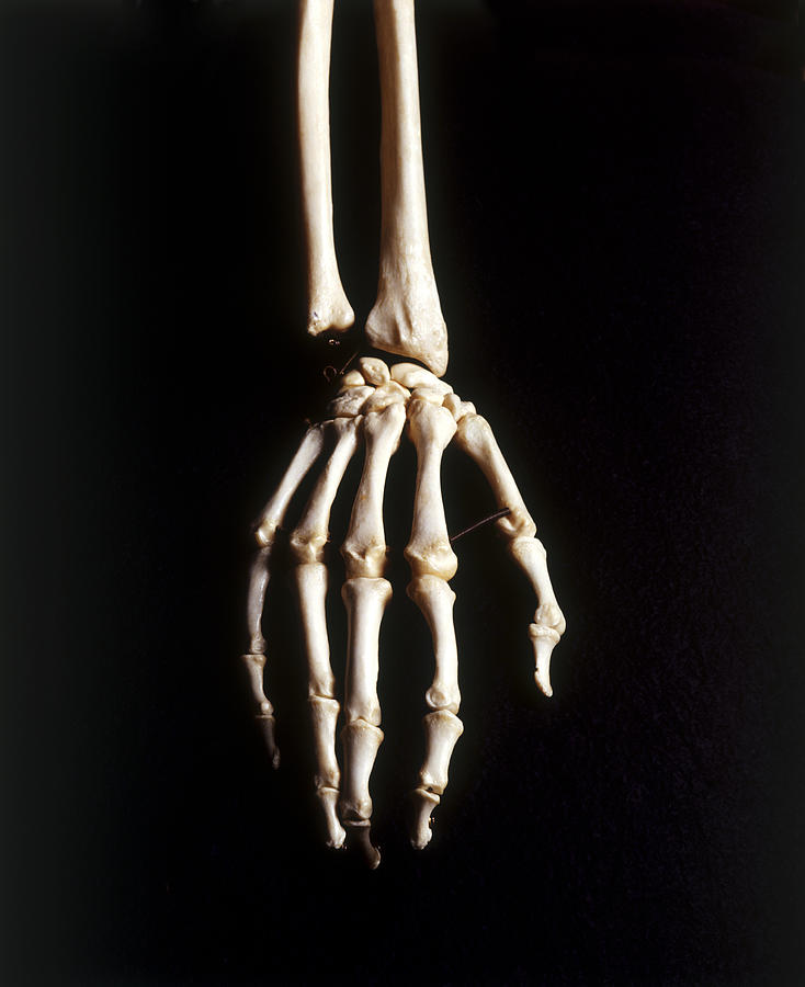human-skeleton-hand-and-wrist-bones-close-up-view-from-above-john-davis.jpg