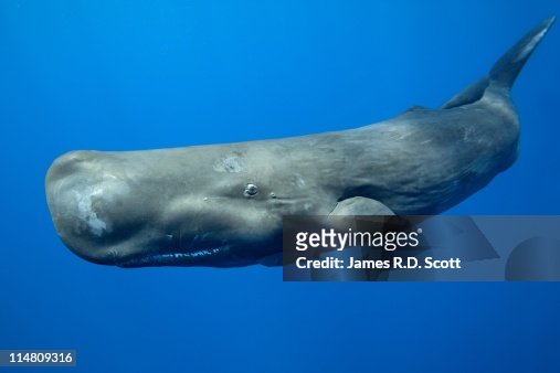 sperm-whale.jpg