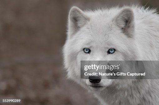 white-wolf-light-blue-eyes-head-shot.jpg