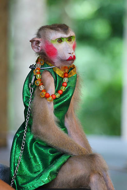 monkey-theatre-thailand-picture-id458114853