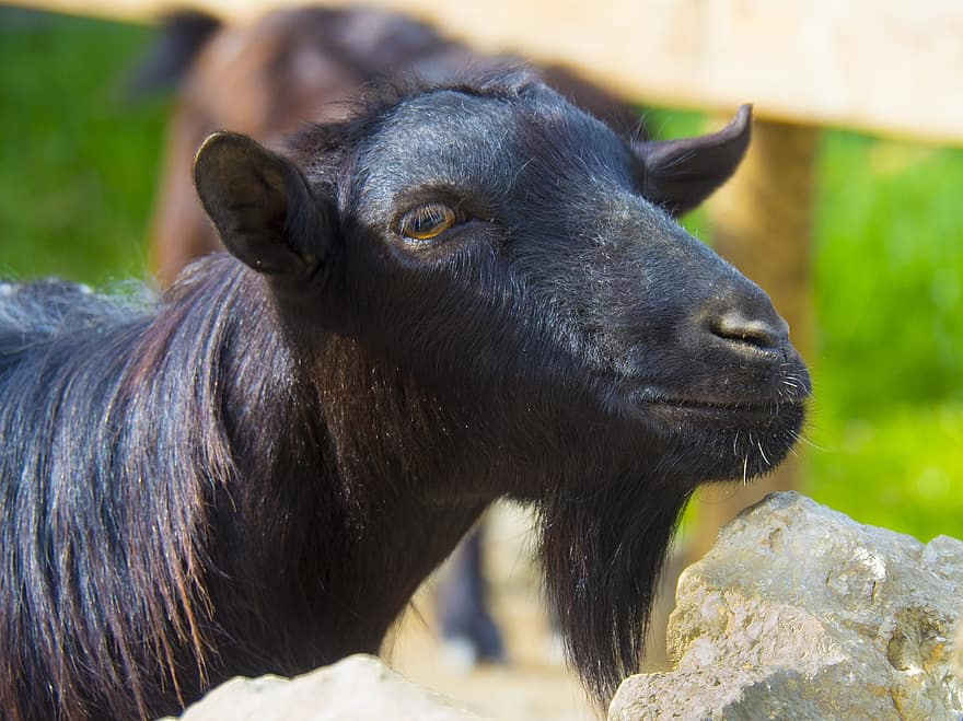 goat-black-male-without-horns-beard-mocha-farm-field-livestock.jpg