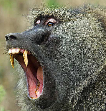 olive-baboon-teeth-mouth.jpg
