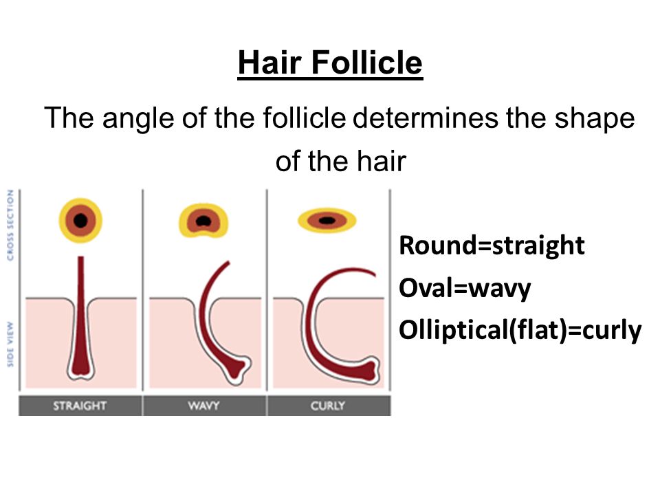 Hair+Follicle+The+angle+of+the+follicle+determines+the+shape+of+the+hair+Round%3Dstraight+Oval%3Dwavy+Olliptical%28flat%29%3Dcurly.jpg