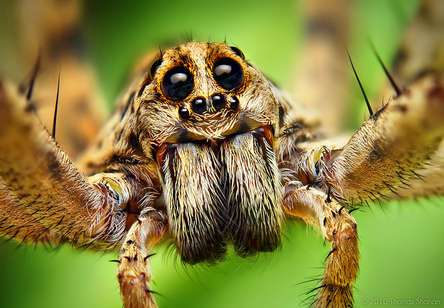 jumping-spiders-macro-photography-thomas-shahan-18.jpg