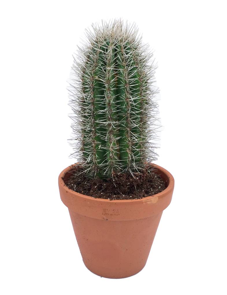 cactus-prinly.jpg