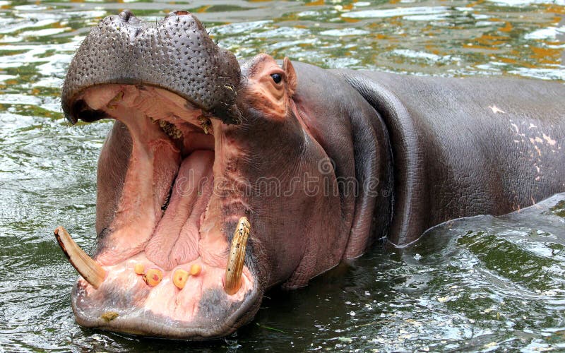 hippo-open-big-mouth-hippos-large-animals-live-africa-90643443.jpg