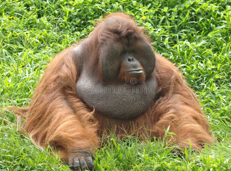 huge-male-orangutan-monkey-borneo-asia-orange-16552364.jpg