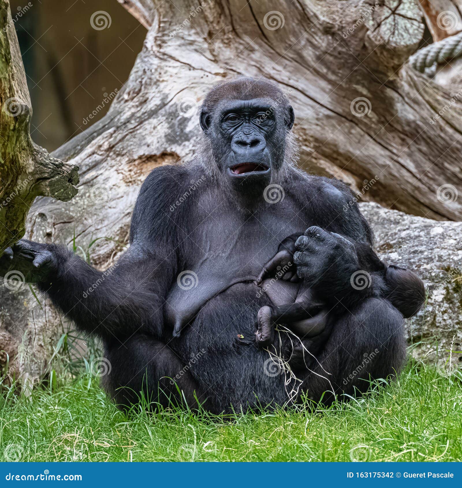 gorilla-monkey-female-sitting-grass-portrait-great-ape-baby-gorilla-monkey-female-163175342.jpg